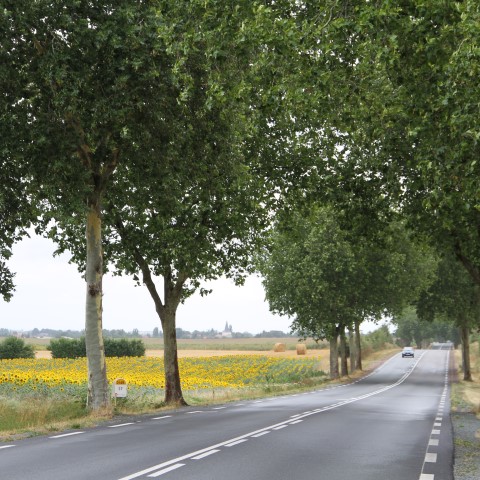 Bitumen for road