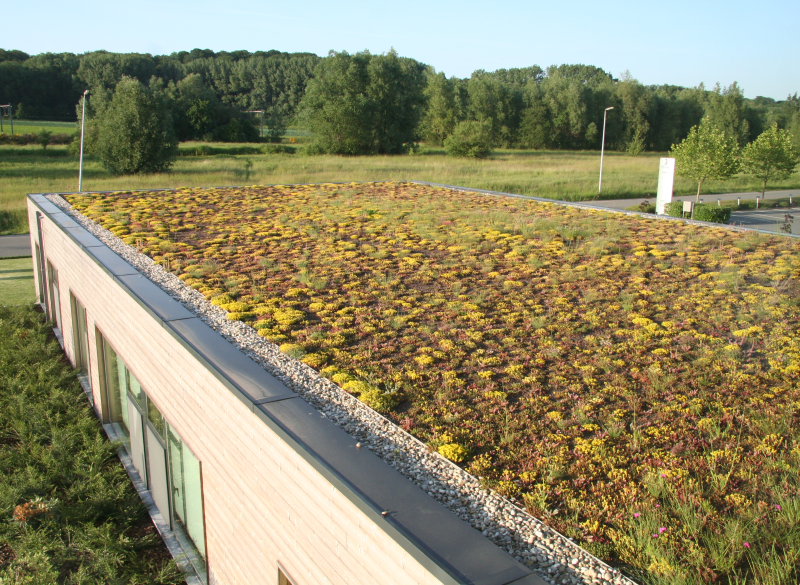 green roof